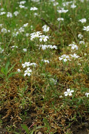 Cerastium avense, Hornkraut