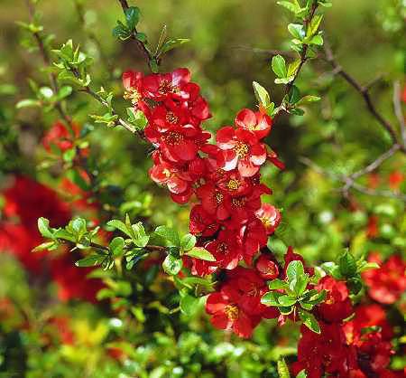 Chaenomeles japonica, Scheinquitte