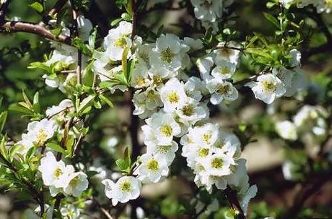 Chaenomeles speciosa, Scheinquitte