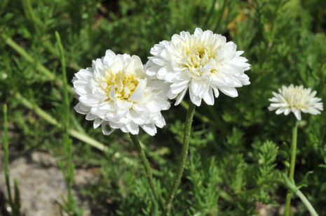 Chamaemelum nobile, Römische Kamille