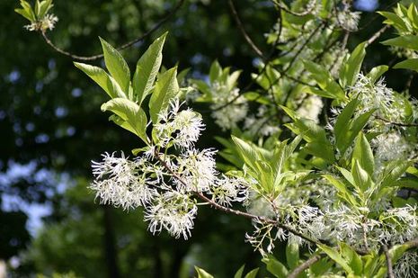 Chionanthus virginicus. Fransenbaum