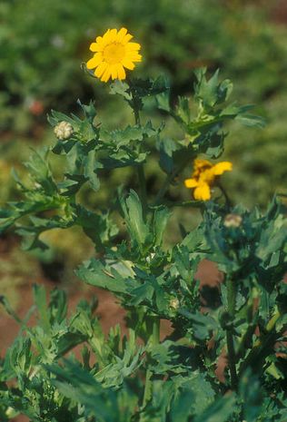 Chrysanthemum segetum, gelbe Wucherblume 