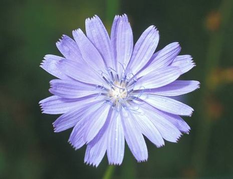 Cichorium intybus