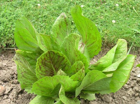 Cichorium intybus, Radicchio