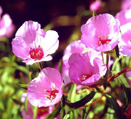 Clarkia amoena, Atlasblume