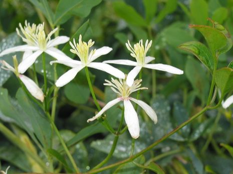 Clematis, Waldrebe