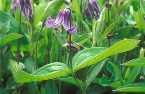 Clematis integrifolia, ganzblättrige Waldrebe