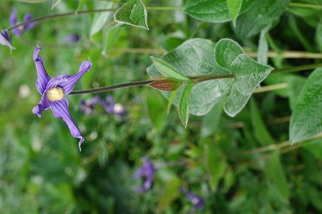 Clematis integrifolia, ganzblättrige Waldrebe