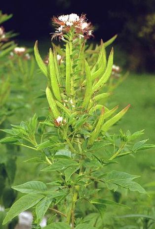 Cleome spinosa, Spinnenpflanze