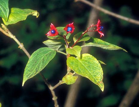 Clerodendrum trichotomum, Losbaum