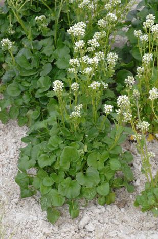 Cochlearia officinalis, Löffelkraut