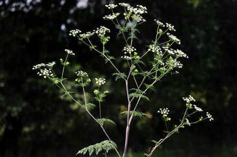 Conium maculatum, Schierling