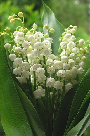 Convallaria majalis, Maiglöckchen