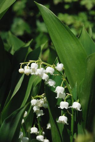 Convallaria majalis, Maiglöckchen