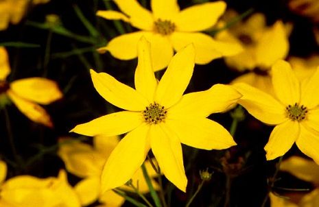 Coreopsis verticillata, Mädchenauge