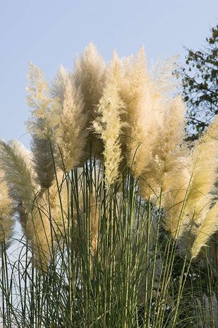 Cortaderia selloana, Pampasgras