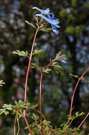 Coridalys flexuosa