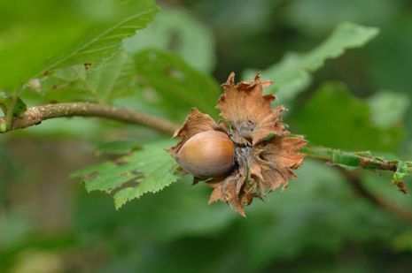 Corylus avellana, Haselnuss