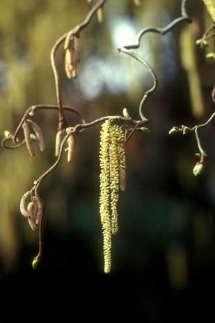 Corylus avellana, Haselnuss 