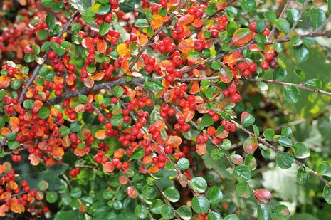 Cotoneaster