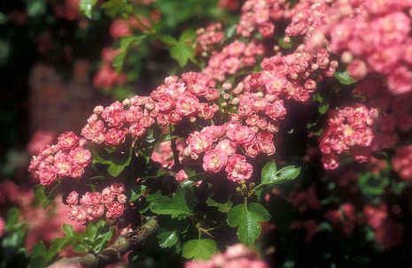 Crataegus laevigata Pauls Scarlet, Weißdorn