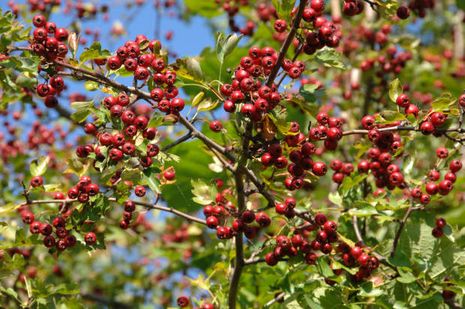 Crataegus monogyna, Weißdorn