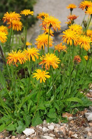 Crepis aurea,  Pippau