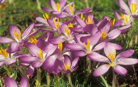 Crocus tommasinianus, Elfenkrokus