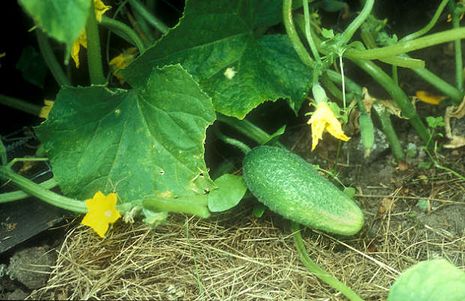 Cucumis sativus, Gurken