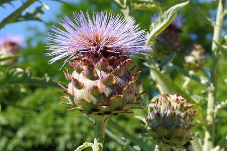 Cynara cardunculus. Cardy