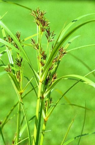 Cyperus, Zypergras, Sauergras