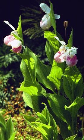 Cypripedium reginae, Königsfrauenschuh