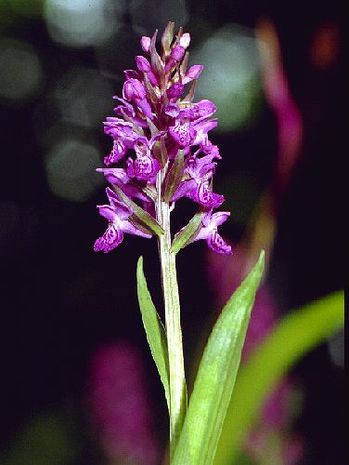 Dactylorhiza incarnata, Fleischfarbenes Knabenkraut