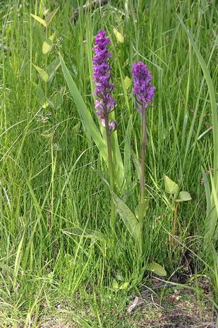 Dactylorhiza majalis, Knabenkraut-Orchidee