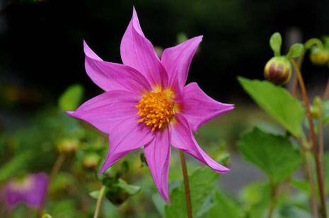 Dahlia pinnata