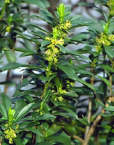 Daphne laureola, Seidelbast