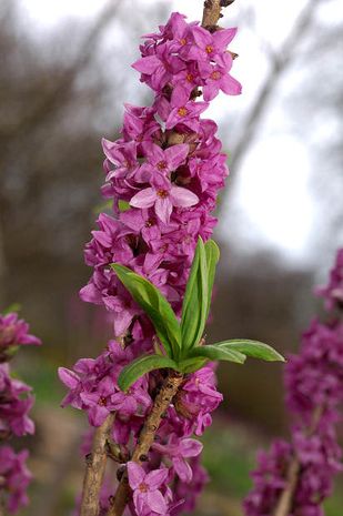 Daphne mezereum, Seidelbast