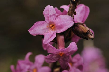 Daphne mezereum