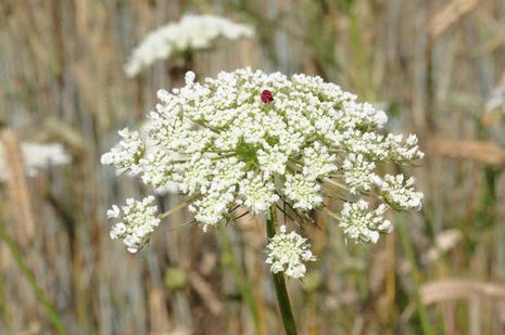 Daucus carota, Möhren