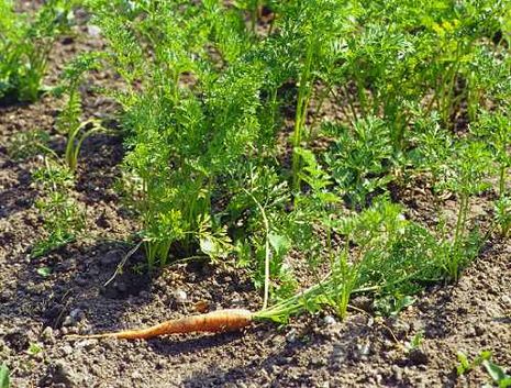 Daucus carota, Karotte, Möhre