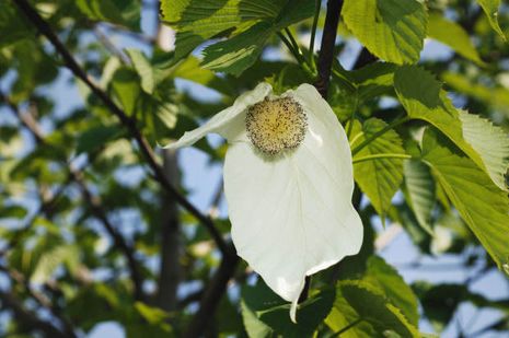 Davidia involucrata, Taubenbaum