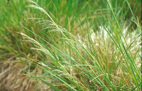 Deschampsia, Waldschmiele