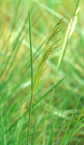 Deschampsia flexuosa,Waldschmiele