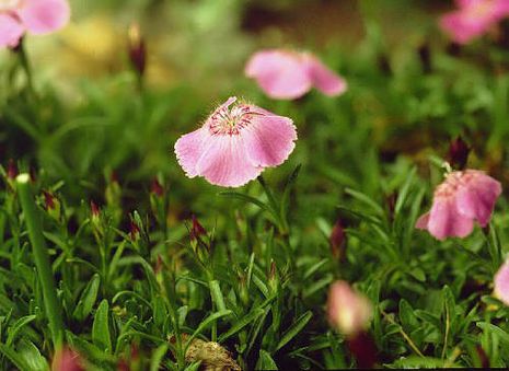 Dianthus alpinus, Alpennelke