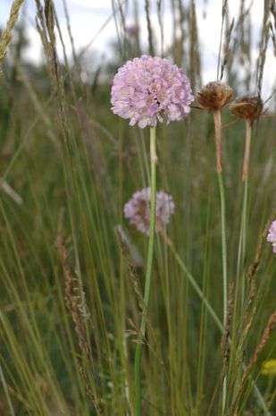 Dianthus arenarius, Sandnelke