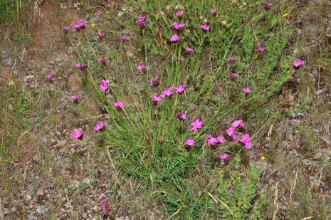 Dianthus carthusianorum, Karthäusernelke