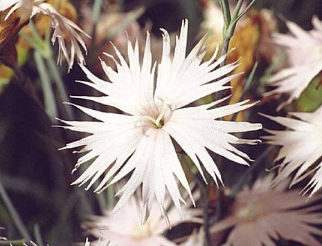 Dianthus caryophyllus, Gartennelke