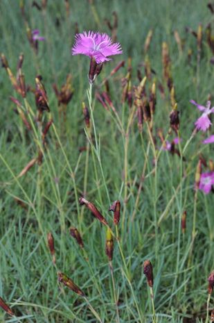 Dianthus gratianopolitanus, Pfingstnelke