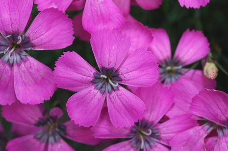 Dianthus pavonius, Nelke