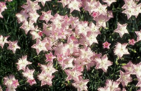 Dianthus plumarius, Federnelke